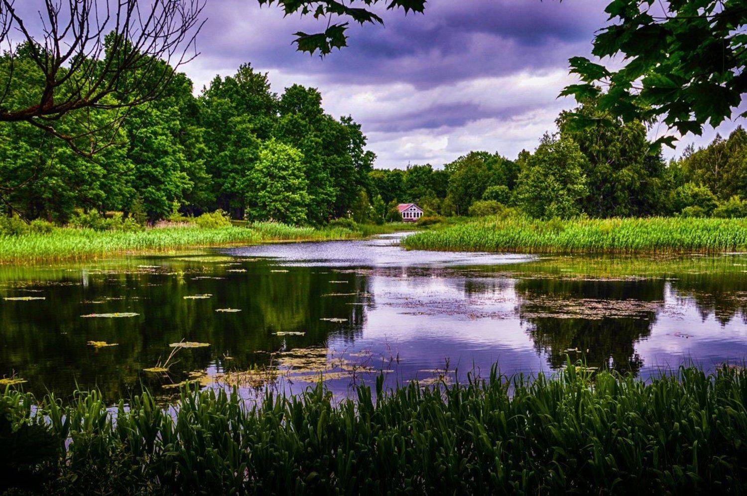 пруда, вода, размышления, лето, Rimantas Petrikas