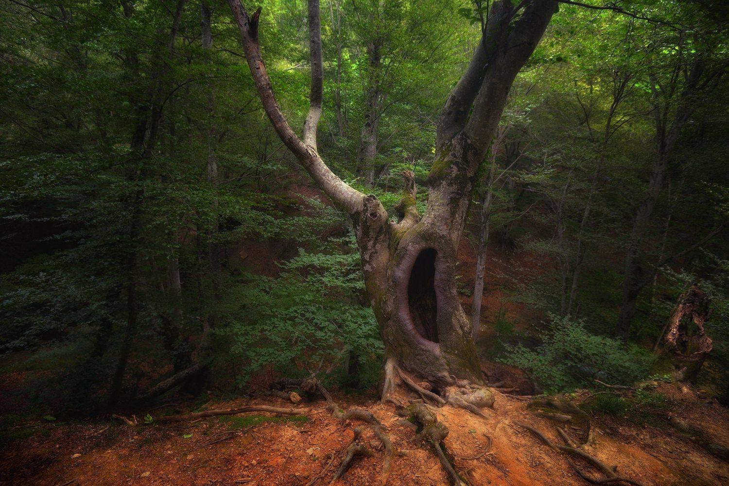 крым, природа, лес, бук, природа, Алексей Никонов