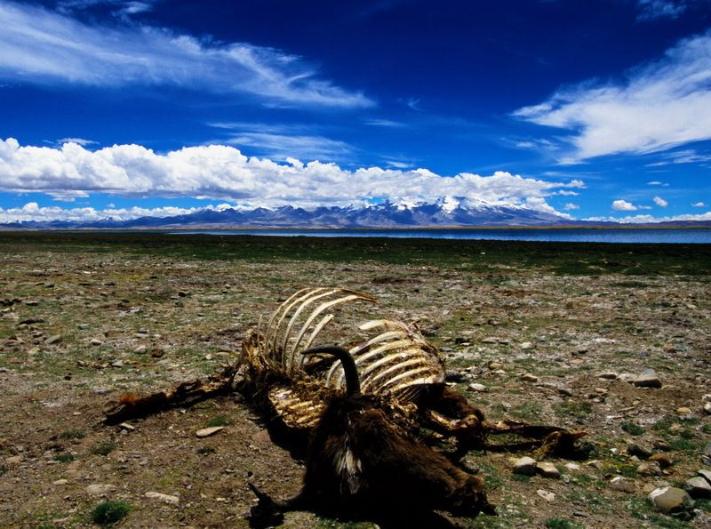 Tibet фото превью