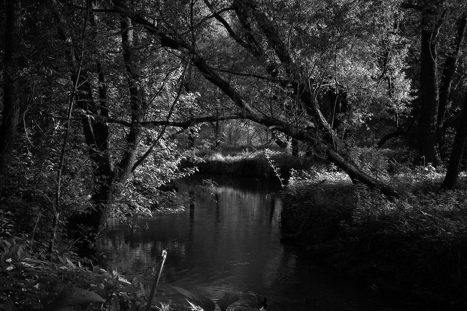 , максим роговой