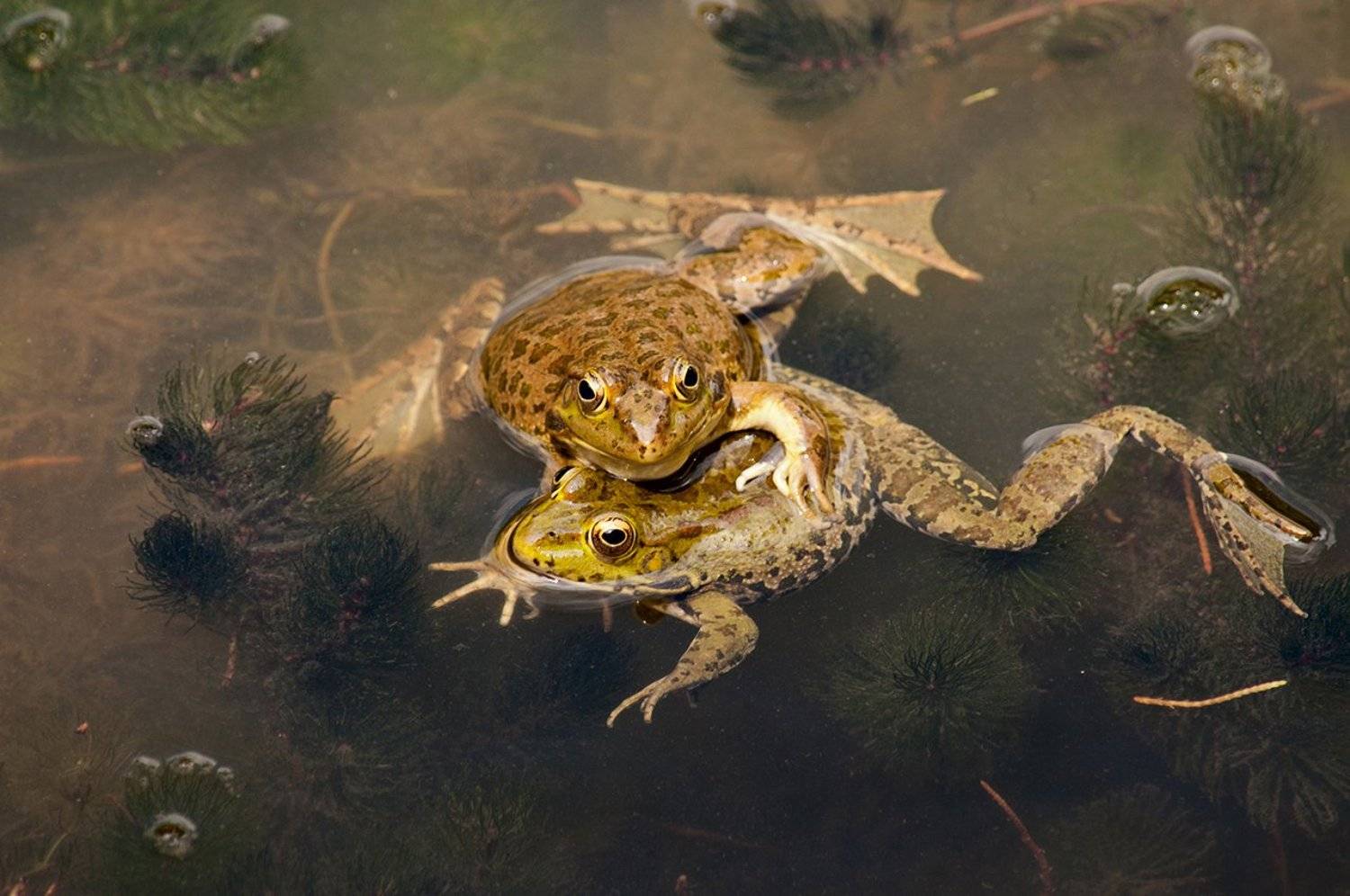 , Светлана Щемелева