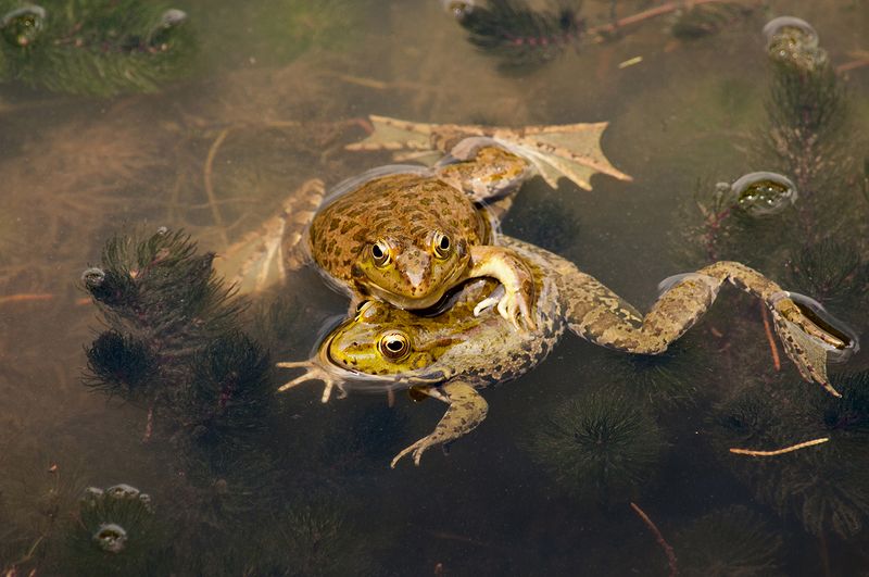 Love is… фото превью