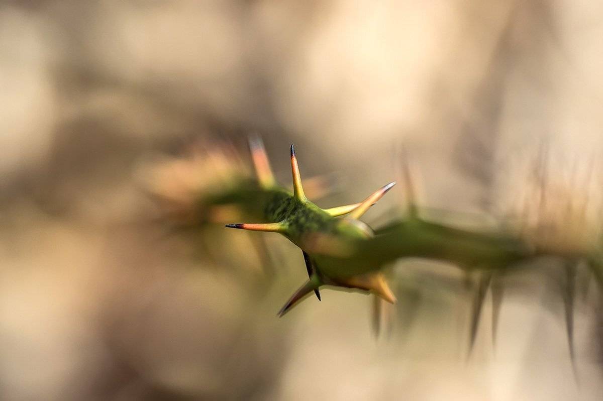 макро, растения, колючки, лиана, сапарель, Александр Земляной