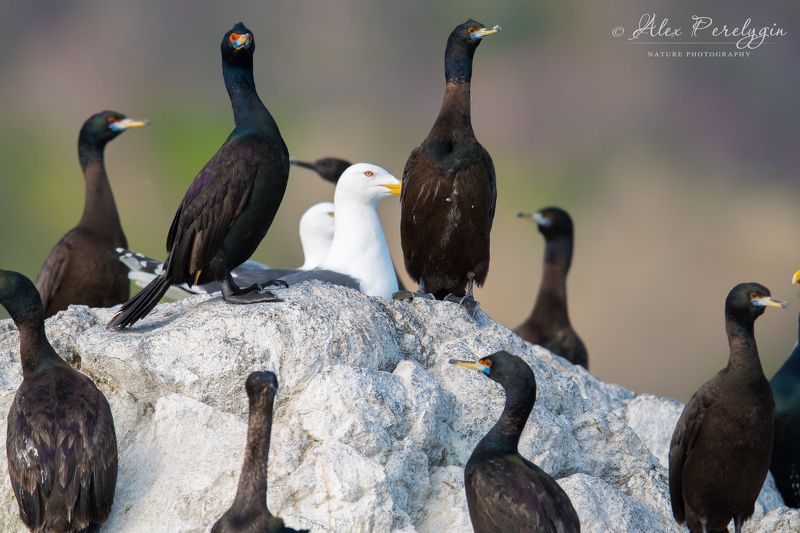 Краснолицые балланы фото превью