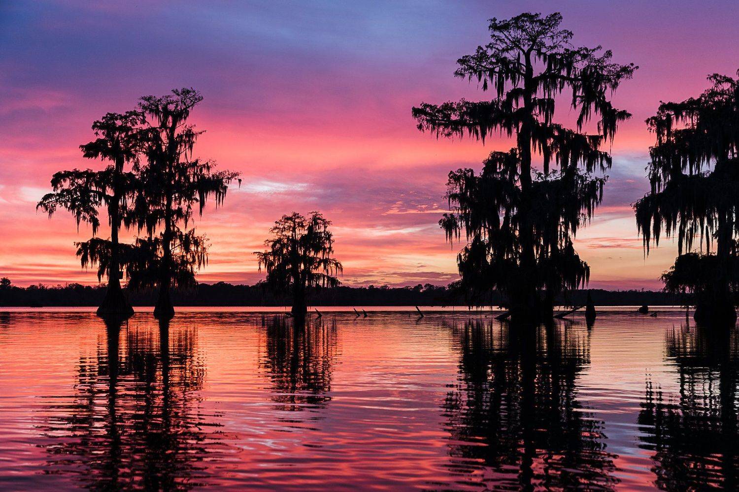 кипарис, болото, осень, закат, Марина Маликова