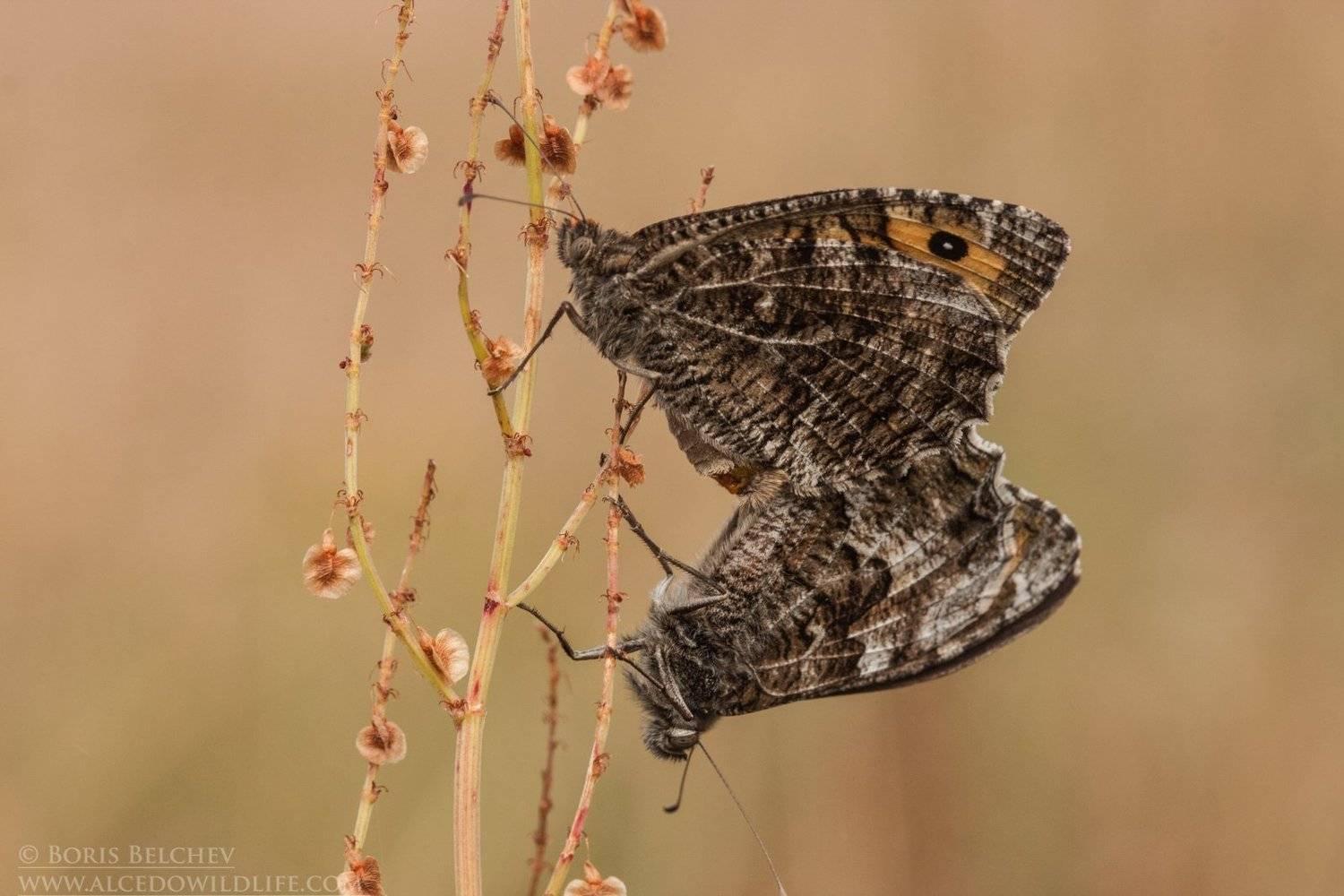 , Борис Белчев