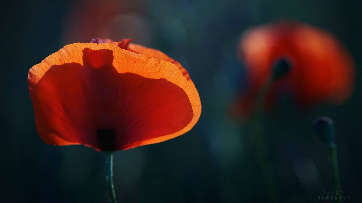 маки, крым, цветы, поля, минимализм, живая природа, poppy, poppies, flowers., Семенюк Василий