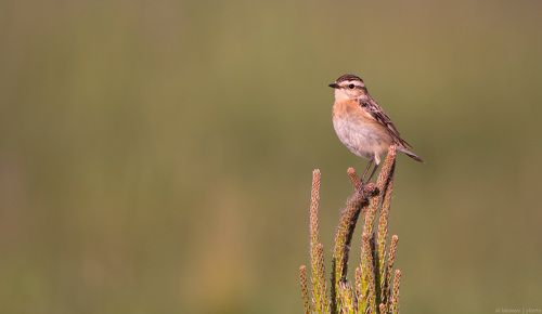 Чеканша на сосне