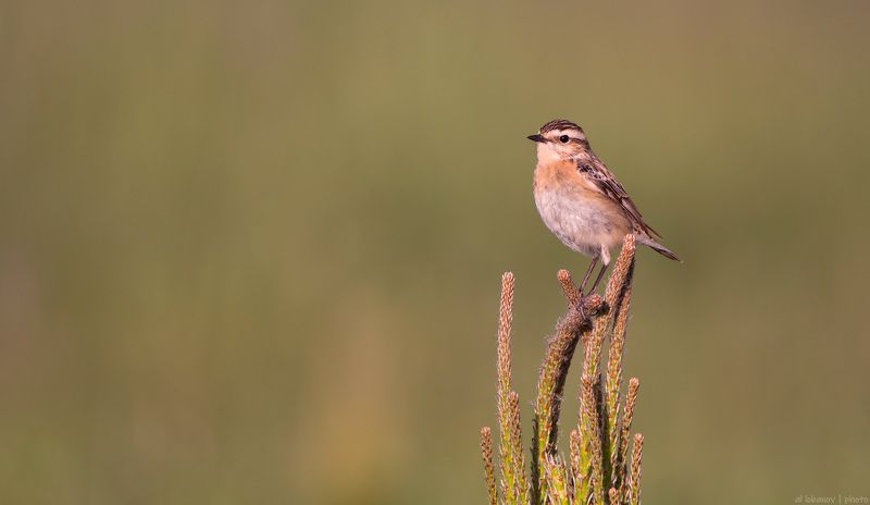 чекан Чеканша на сосне фото превью
