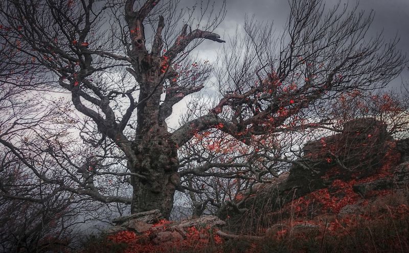 Страж короны Демерджи фото превью