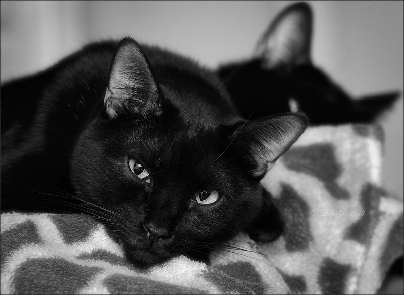 кошки, животные, портрет Портрет одного серьёзного кота фото превью