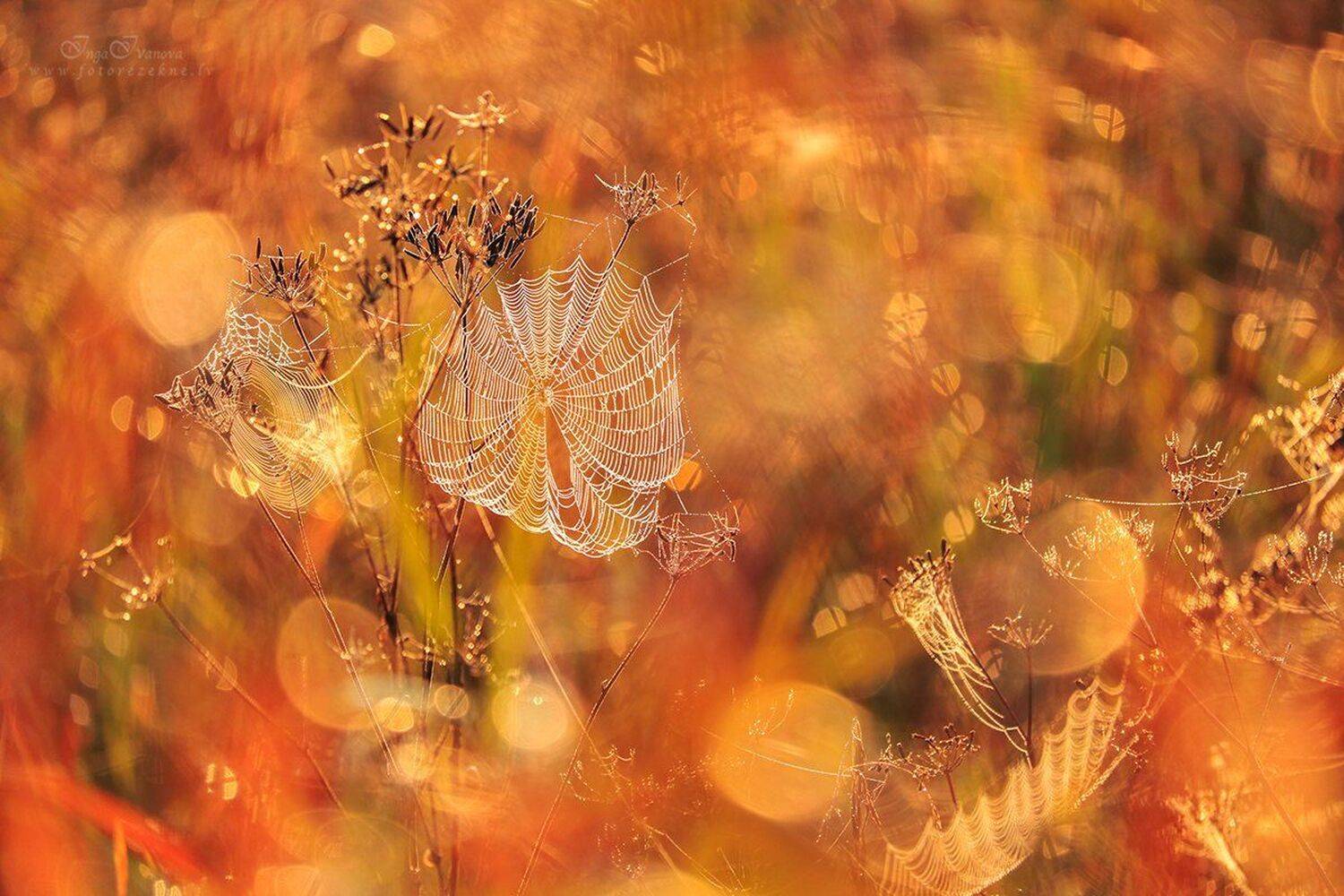 паучок играет в прятки, Инга Иванова