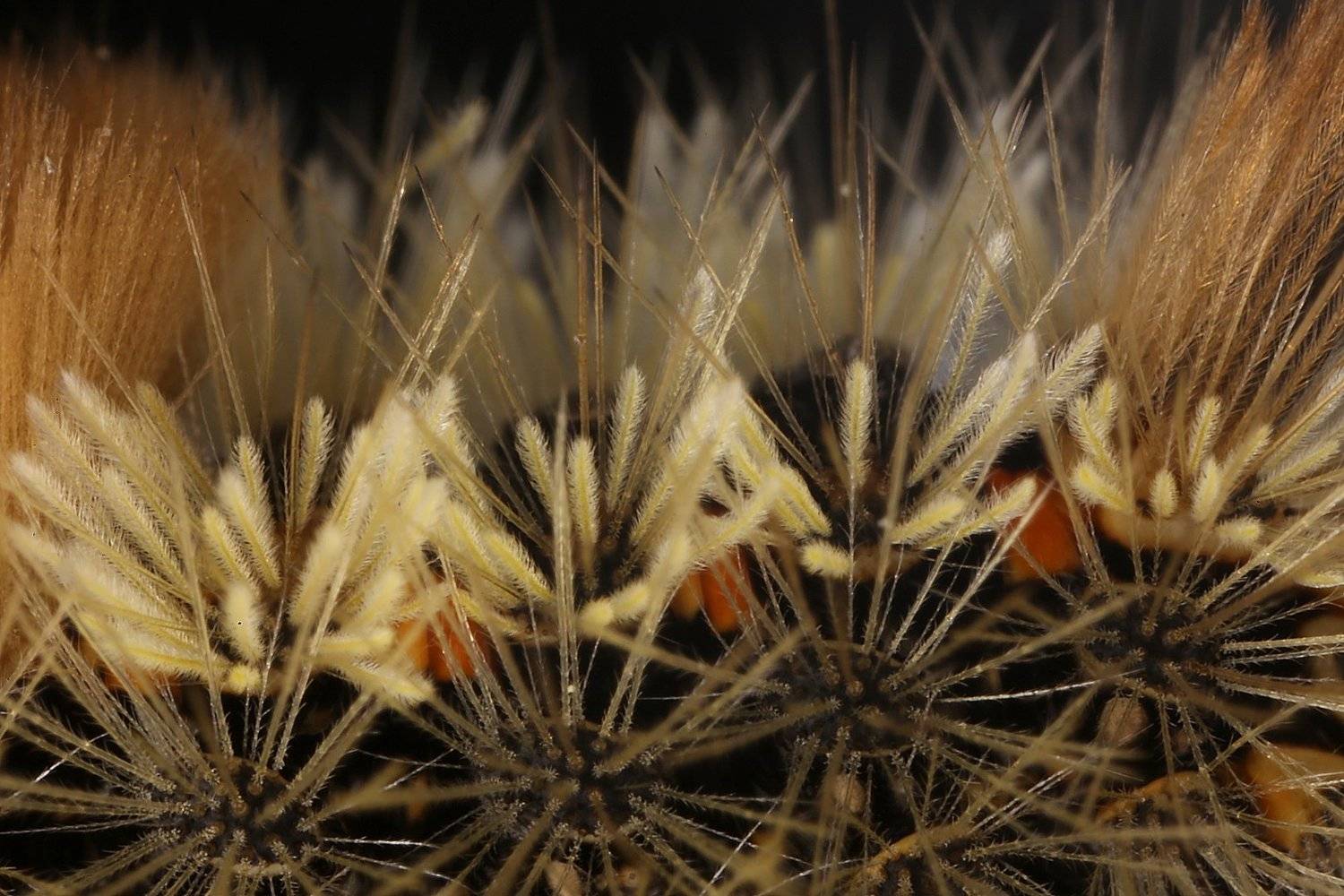 гусеница,колючки., Александр Зорин