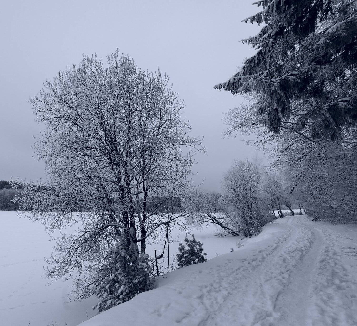 зима,беларусь,пейзаж,природа,деревья,монохром, Sixten ( Сергей )