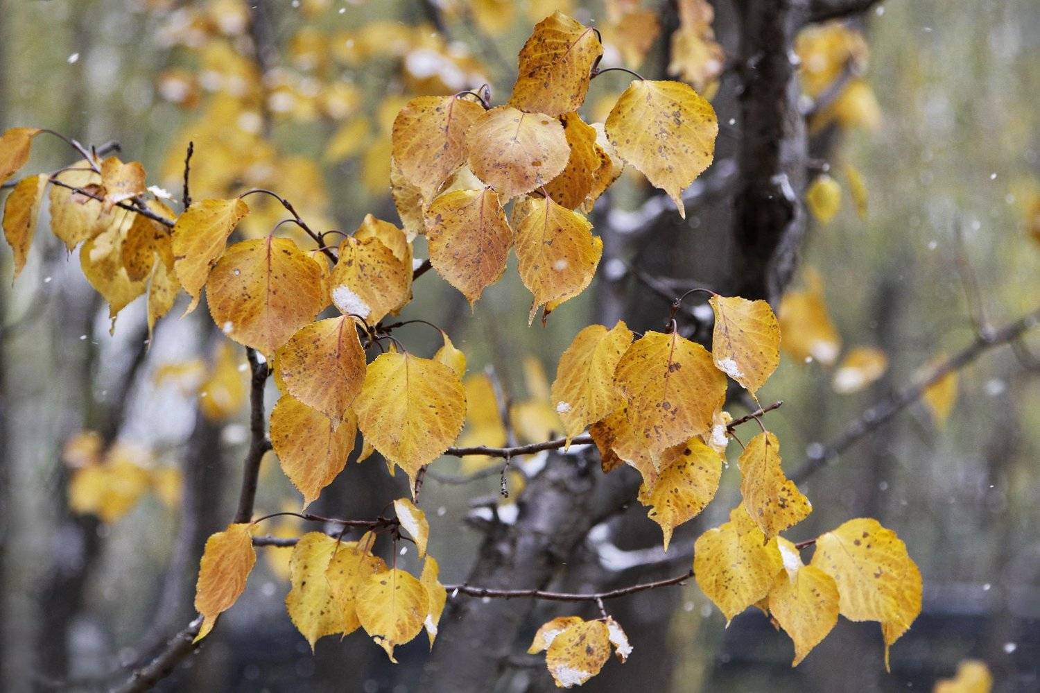 , Гагик Мхитарян