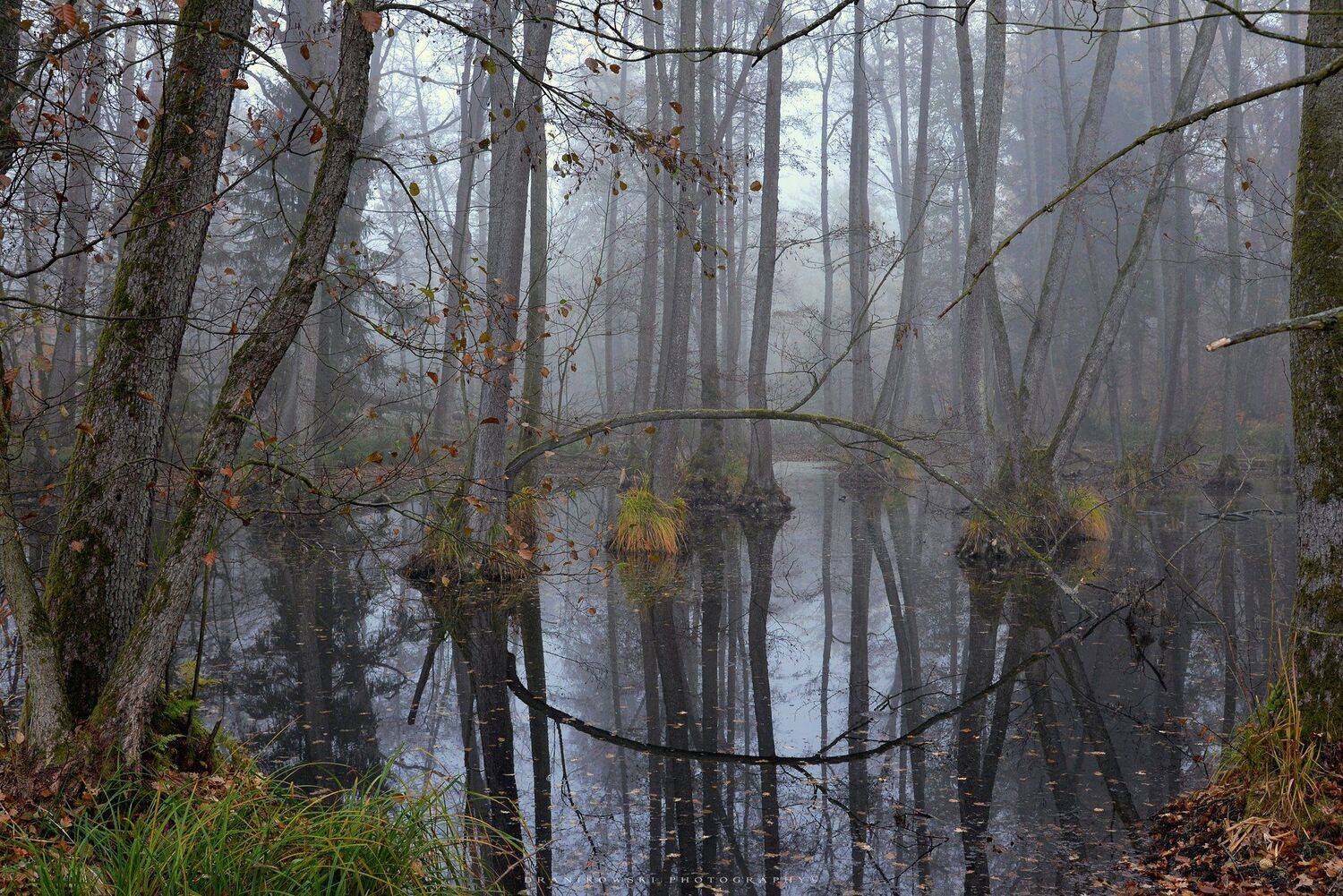лесные болота forest swamps dranikowski autumn fall magic mist foggy morning lake trees water, Radoslaw Dranikowski