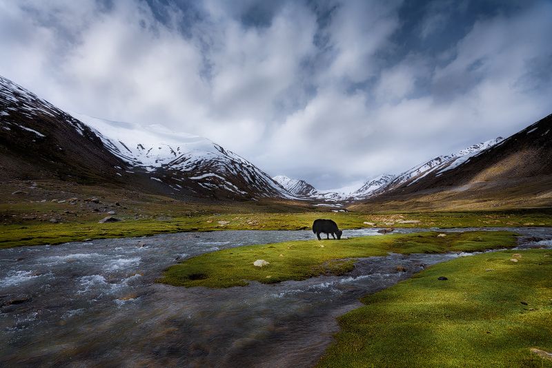 Yak фото превью