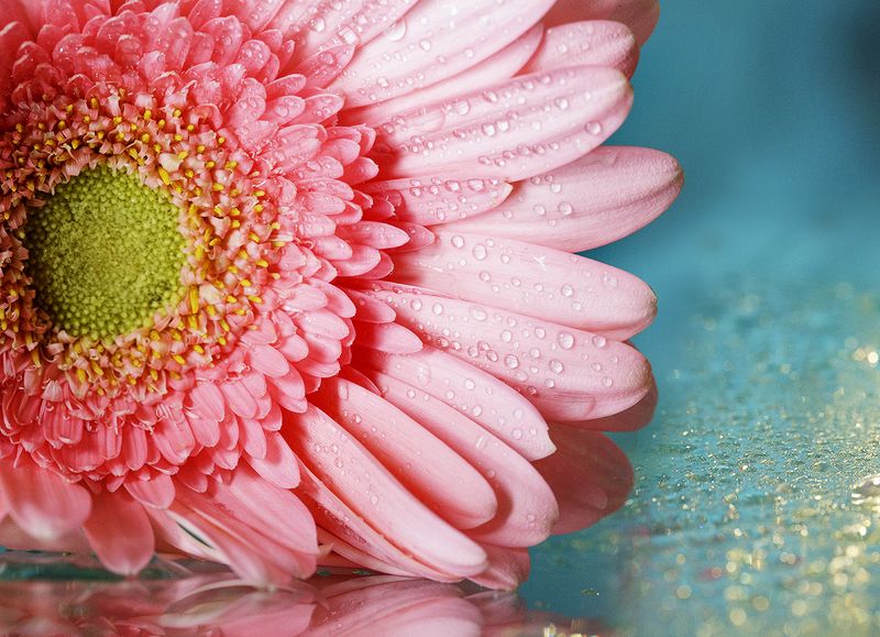 Gerbera фото превью