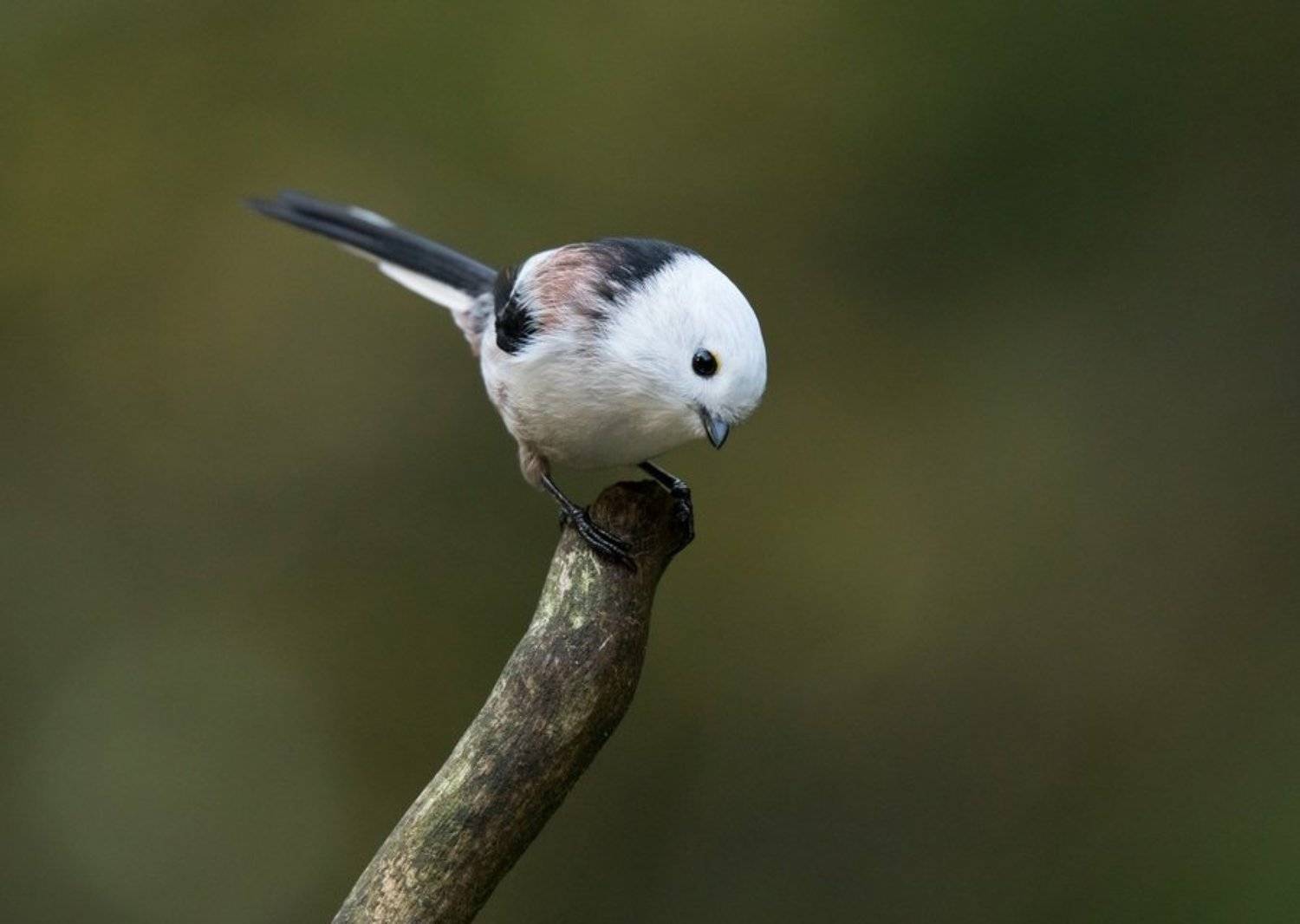 птицы, длиннохвостая синица, ополовник,, Владимир Пакалевич