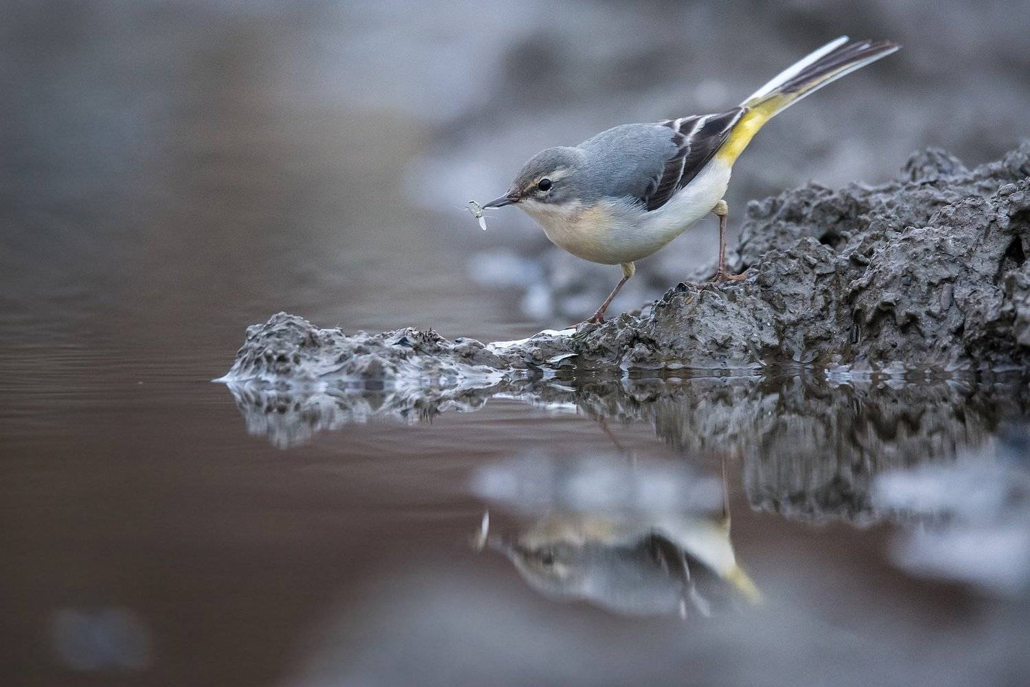 , Мартин Попов
