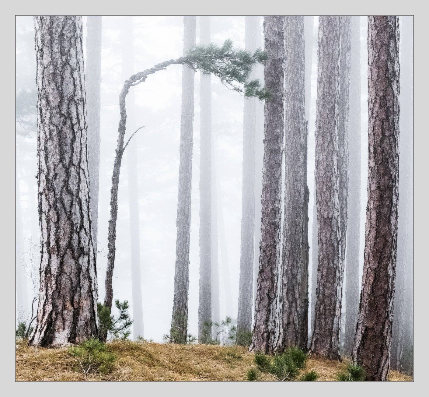 , Михаил Гапонов