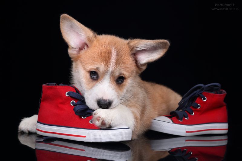 *** фото превью