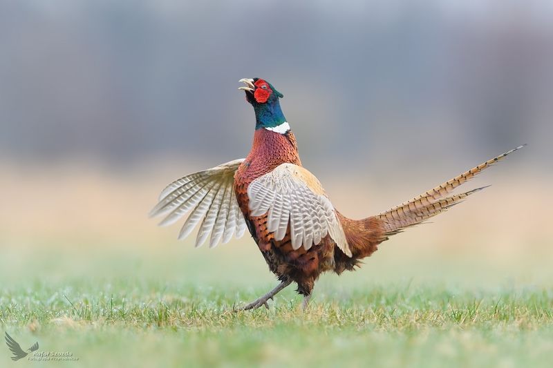Bażant, Common Pheasant (Phasianus colchicus) ... фото превью