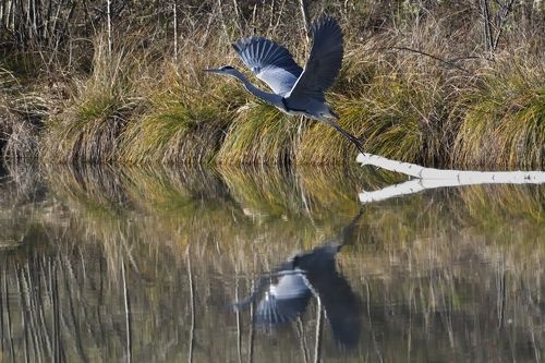 Ardea cinerea