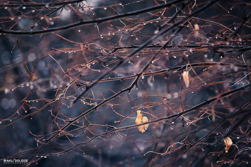 nature, rain, raindrops, macro, autumn, focus, blur, photography, colored, mood, rainy day, love rain, love Rainy Day фото превью