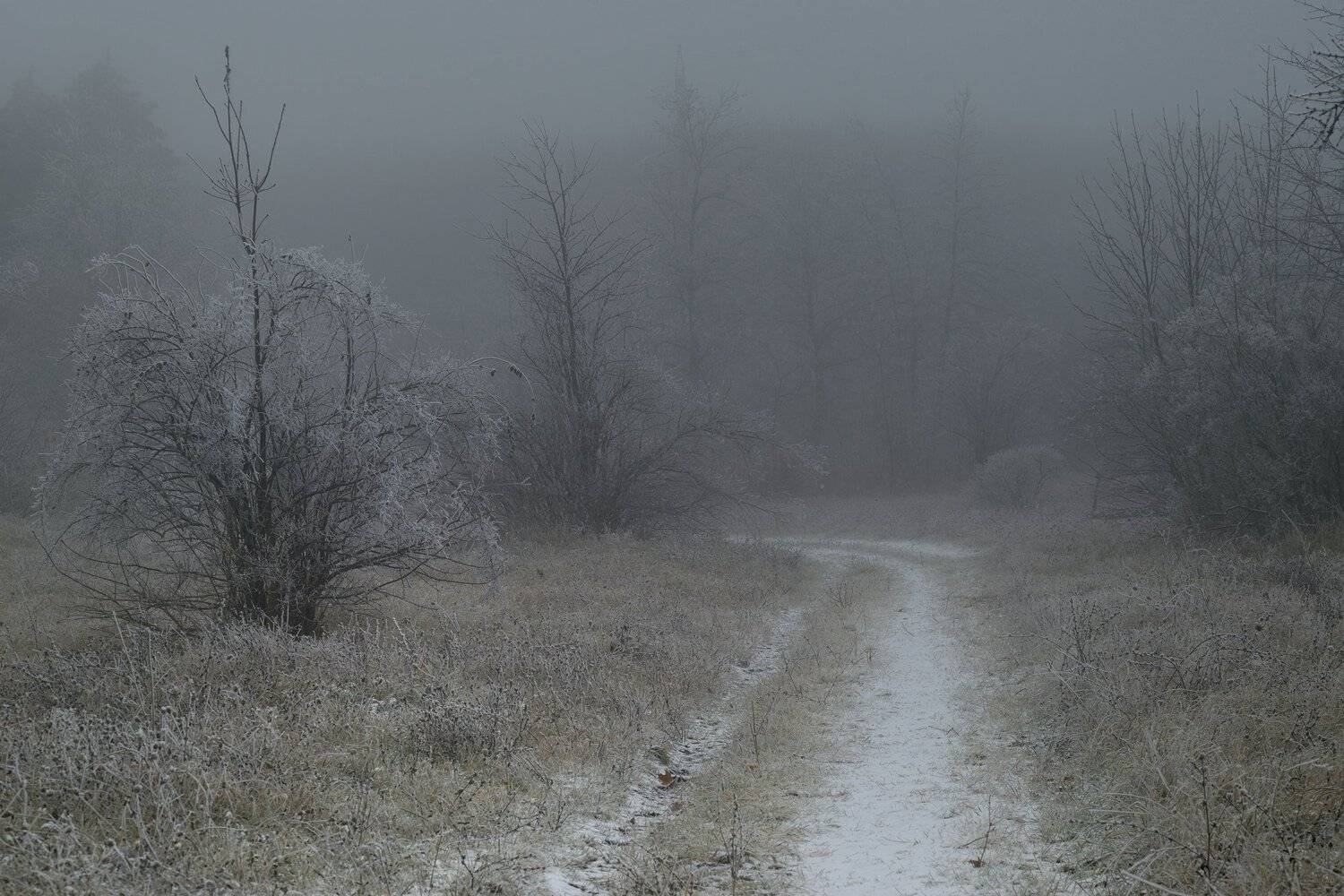 осень рассвет лес листва туман, Александр Жарников