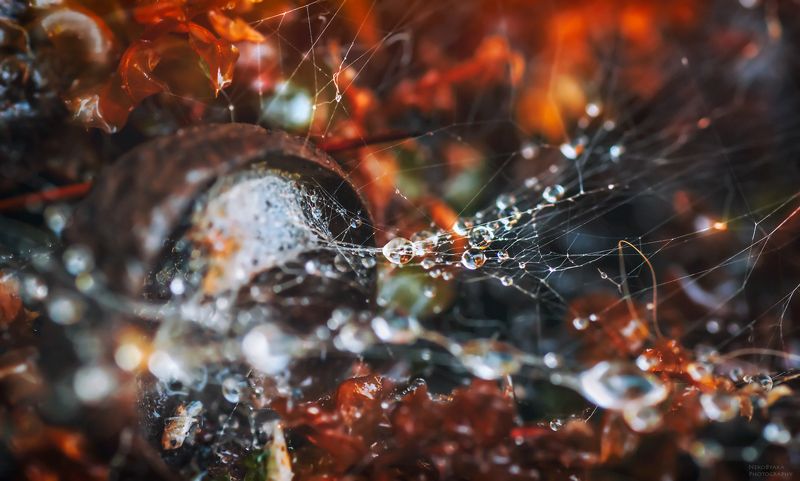 макро, природа, лес, мох, паутина, капли, желудь, macro, nature, forest, moss, cobweb, drops, acorn, Лесные силки фото превью