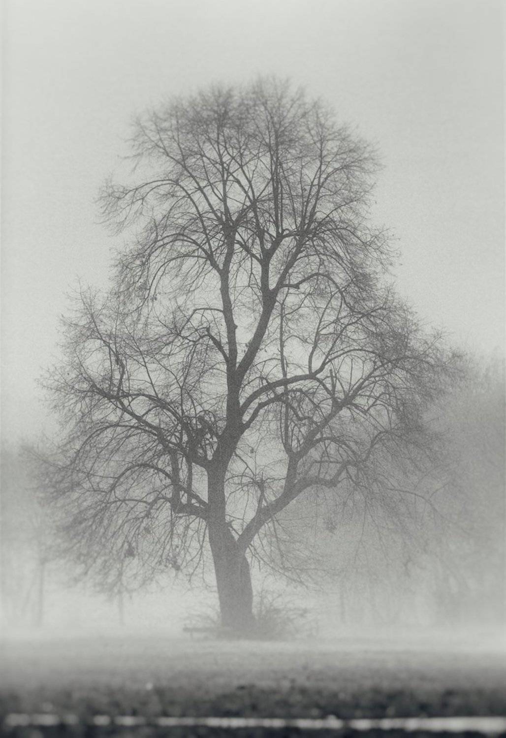 , Владимир Жаворонков