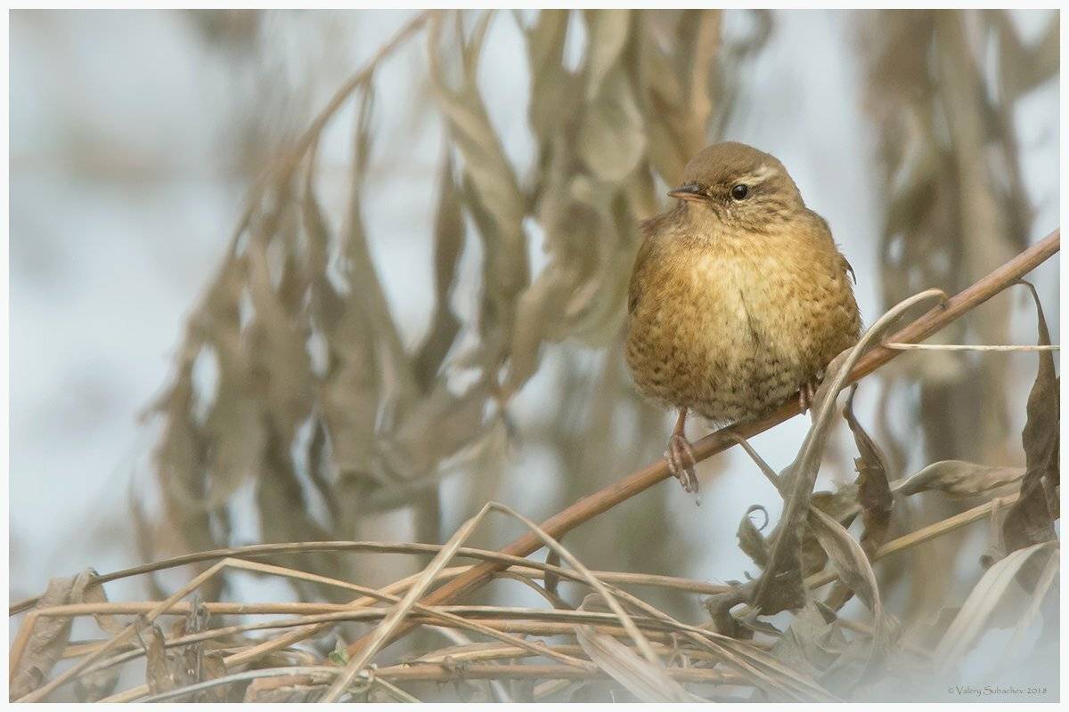 , Валерий Субачев