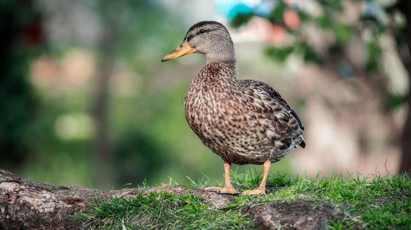 утка кряква обыкновенная. кряква обыкновенная. утка. кряква обыкновенная селезень. обычная уточка.