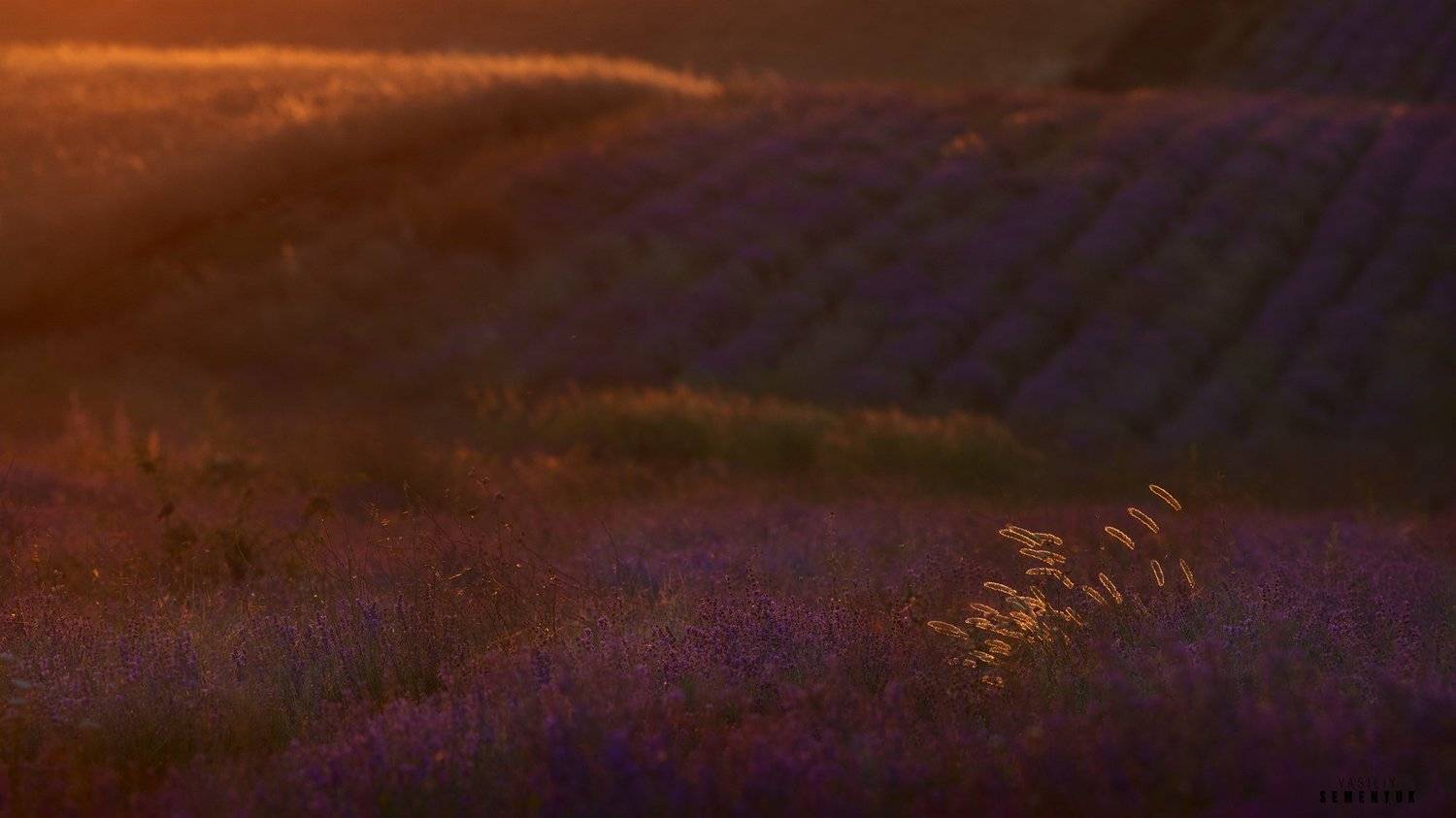 крым, лаванда, цветы, поля, минимализм, закат, lavander, fliwers, fields, sunset., Семенюк Василий