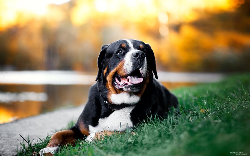 собака, природа, зенненхунд, лес, осень, пруд Марсель фото превью