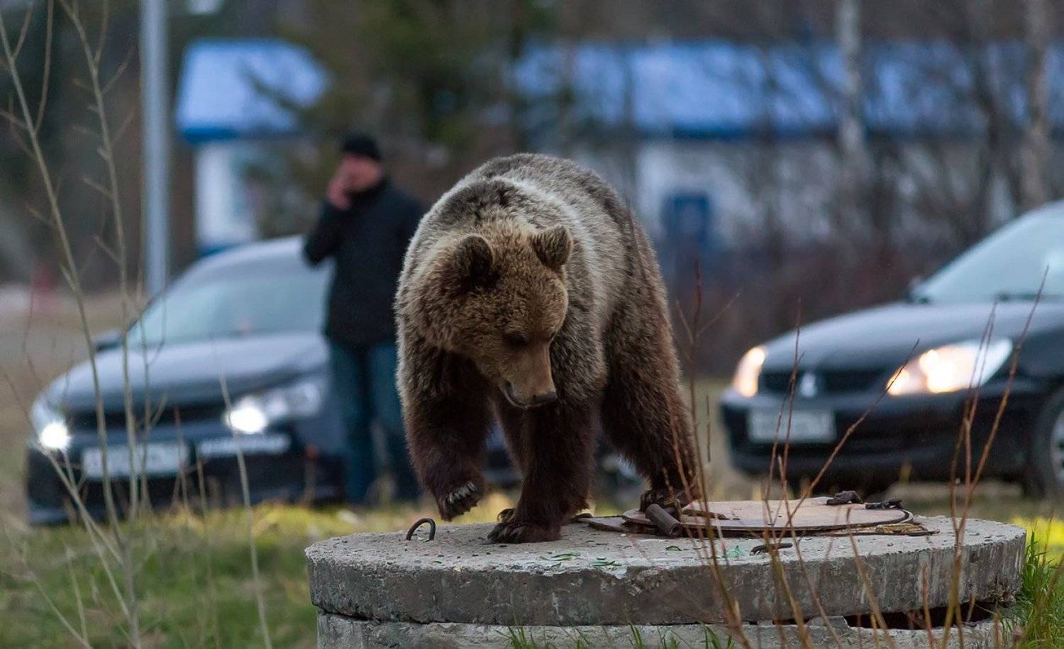 медведи,север,природа,коми,встреча,bears, north, nature, komi, meeting, Игорь Триер