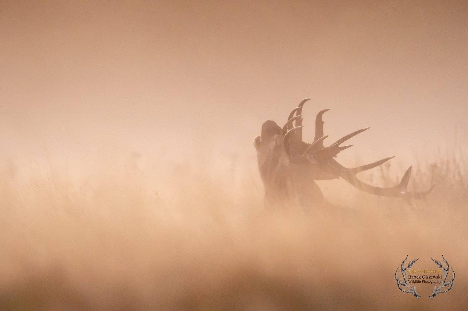 #deer #nature #wildlife #animals #mammals #zwierzeta #jelen  , Bartox Olszewski