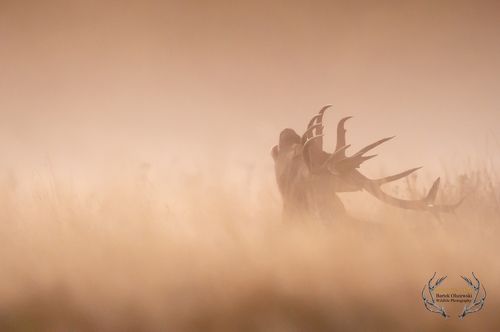 Red Deer