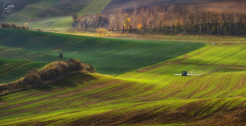 пейзаж, природа, поле, моравия, чехия Идущий по волнам фото превью