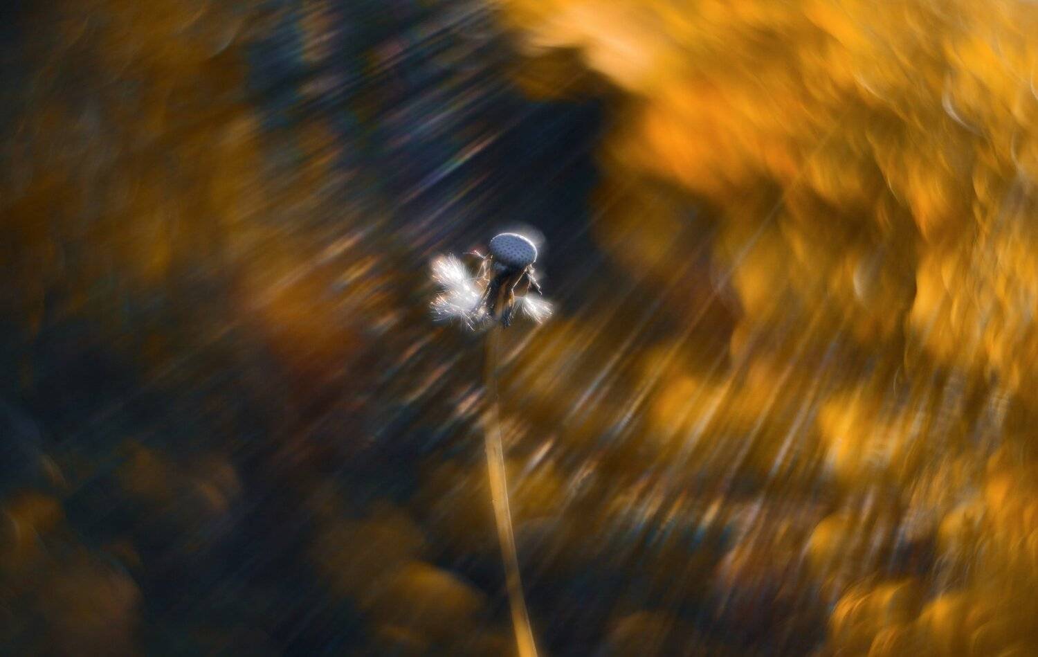 осень, природа, беларусь, лес, Sixten ( Сергей )