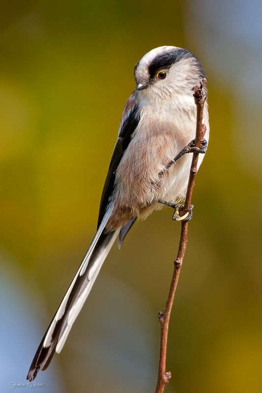 bird Long-tailed tit (Aegithalos caudatus) фото превью