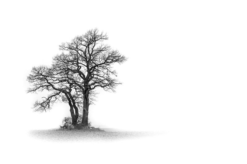 trees фото превью