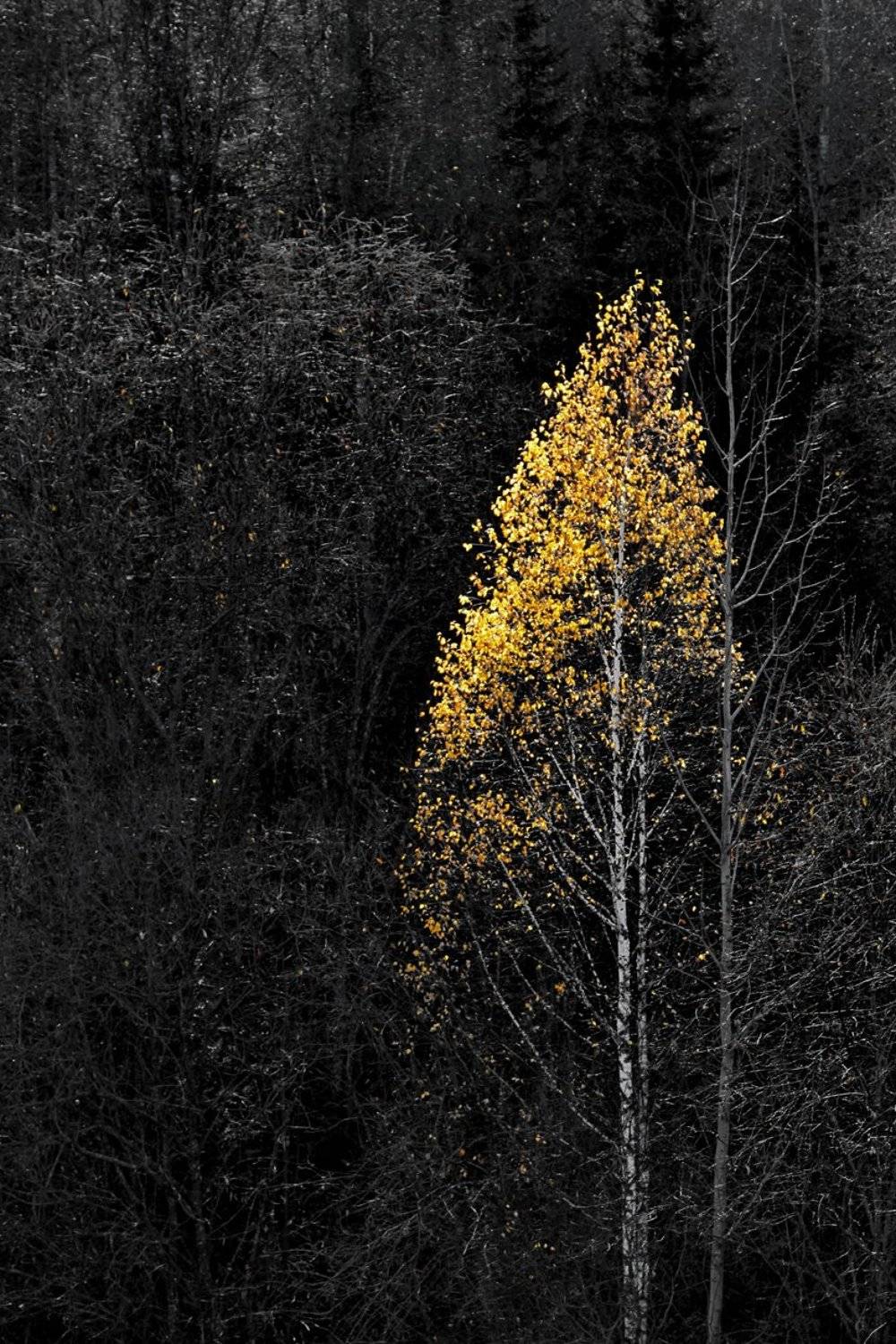 , Гагик Мхитарян