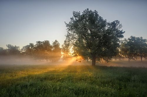 Весенние рассветы в дубовой роще