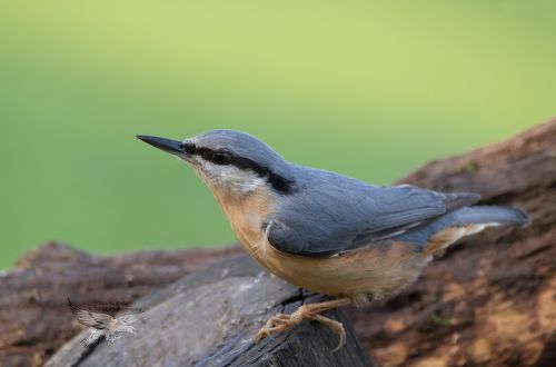 Nuthatch
