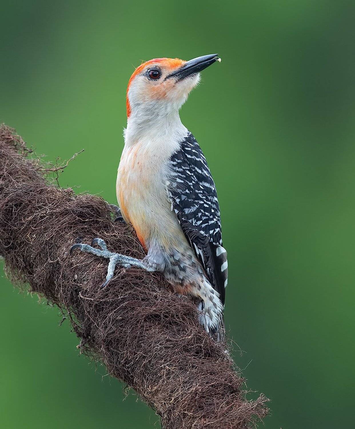 дятел, каролинский меланерпес, red-bellied woodpecker, woodpecker, Elizabeth Etkind