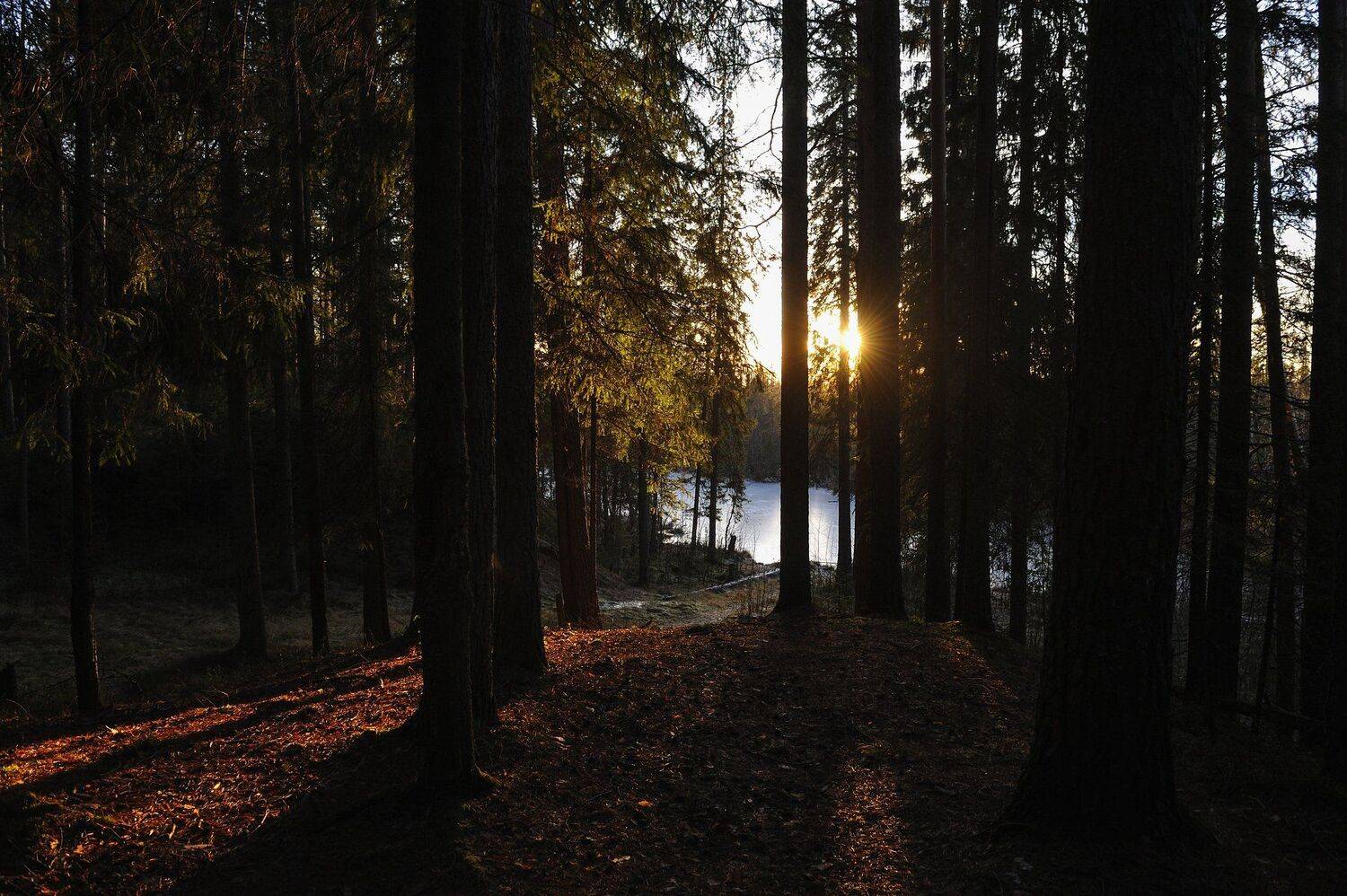 природа вода водоем озеро пруд растение растительность деревья пейзаж поверхность осень, Григорий Пиль
