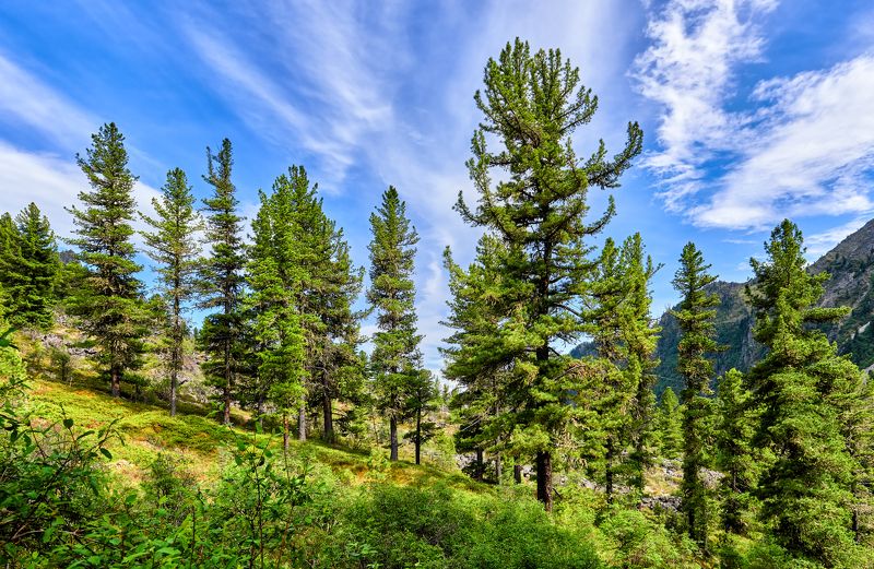 Сибирские кедры фото превью