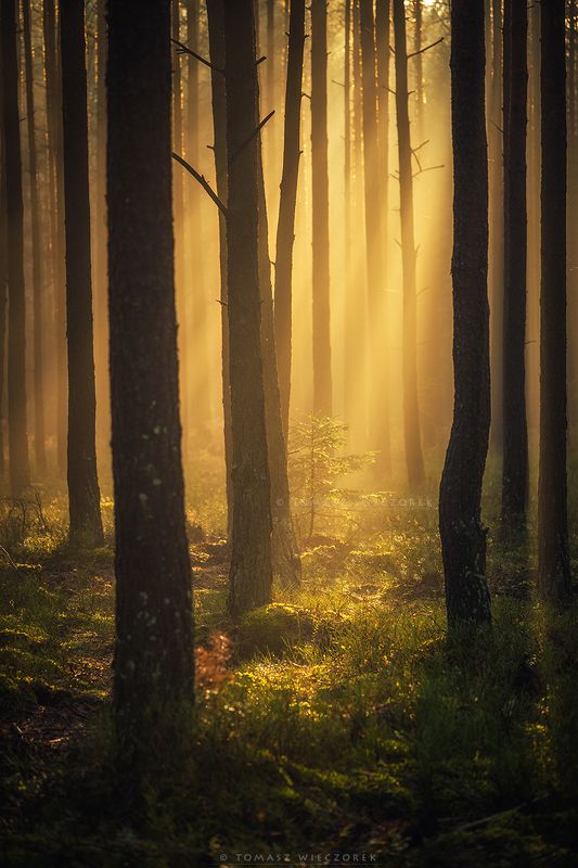 forest, poland, polish, landscape, mushroom, trees, light, awesome, shadows, fog, mist, beautiful, growing, life, sunrise, sunset, morning A new life фото превью